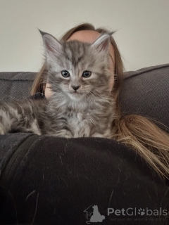 Zdjęcie №3. Wspaniały pręgowany kotek rasy Maine Coon o chłodnym płaszczu i słodkim. Niemcy