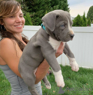 Zdjęcie №2 do zapowiedźy № 78601 na sprzedaż  amerykański pitbulterier - wkupić się Grecja prywatne ogłoszenie