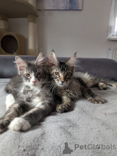 Zdjęcie №1. minuet krótkie włosy - na sprzedaż w Hagen | 1674zł | Zapowiedź № 148355