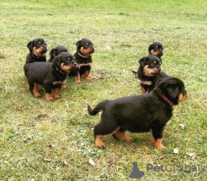 Zdjęcie №1. rottweiler - na sprzedaż w Włocławek | 1465zł | Zapowiedź №105506