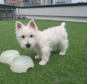 Zdjęcie №3. Darmowe Westie dostępne do adopcji. Wielka Brytania