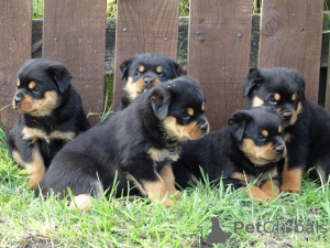 Zdjęcie №4. Sprzedam rottweiler w Falkenberg. prywatne ogłoszenie, hodowca - cena - 4066zł