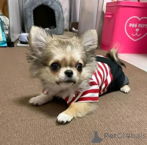 Zdjęcie №2 do zapowiedźy № 165318 na sprzedaż  chihuahua (rasa psów) - wkupić się Finlandia prywatne ogłoszenie, hodowca