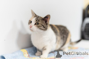 Zdjęcie №4. Sprzedam  w Chimki. ze schronu - cena - Bezpłatny