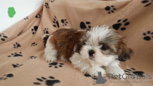 Zdjęcie №2 do zapowiedźy № 132160 na sprzedaż   - wkupić się Szwajcaria 