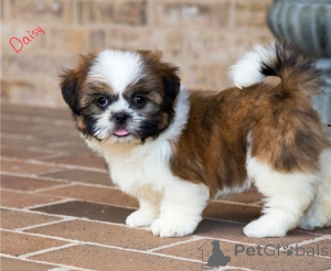 Zdjęcie №1. shih tzu - na sprzedaż w Stolica Arrondisman de Brussels | negocjowane | Zapowiedź №155939