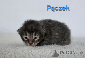 Zdjęcie №2 do zapowiedźy № 159006 na sprzedaż  kurelski bobtail - wkupić się Polska prywatne ogłoszenie