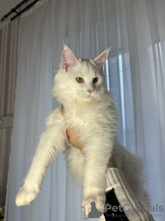 Zdjęcie №3. Maine Coony. Białoruś