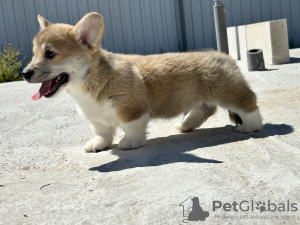 Zdjęcie №1. welsh corgi - na sprzedaż w Италијани | negocjowane | Zapowiedź №103888