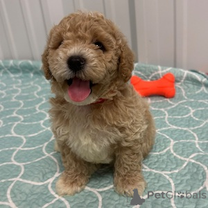 Zdjęcie №1. pies nierasowy - na sprzedaż w Baierbrunn | 1674zł | Zapowiedź №151479