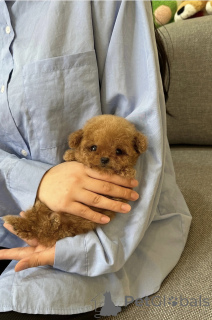 Zdjęcie №2 do zapowiedźy № 153061 na sprzedaż  pudel (zabawka) - wkupić się Francja hodowca