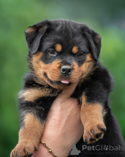 Zdjęcie №1. rottweiler - na sprzedaż w Plaidt | 1196zł | Zapowiedź №173652
