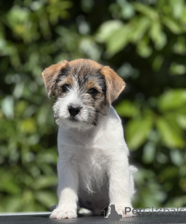 Zdjęcie №3. Szczeniak o wysokiej wielkości Jack Russell Terrier. Białoruś
