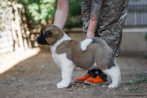 Zdjęcie №4. Sprzedam akita amerykańska w Rzeka Moskwa. od żłobka, hodowca - cena - negocjowane