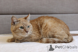 Zdjęcie №4. Sprzedam  w Mińsk. ze schronu - cena - Bezpłatny