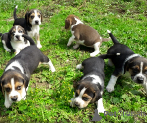 Zdjęcie №1. beagle (rasa psa) - na sprzedaż w Vadaktai | 1423zł | Zapowiedź №37092