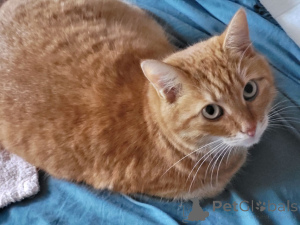 Zdjęcie №4. Sprzedam  w Moskova. prywatne ogłoszenie - cena - Bezpłatny