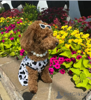 Zdjęcie №3. Szczeniak pudla. Australia