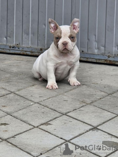 Dodatkowe zdjęcia: Mikro kieszonka American Bully