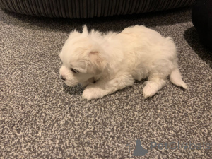 Zdjęcie №3. Bichon Fryz. Niemcy