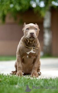 Zdjęcie №1. american bully - na sprzedaż w Belgrad | negocjowane | Zapowiedź №105769