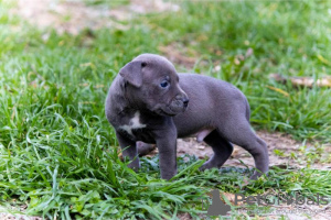 Zdjęcie №2 do zapowiedźy № 96780 na sprzedaż  amerykański pitbulterier - wkupić się Serbia prywatne ogłoszenie