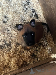 Zdjęcie №2 do zapowiedźy № 176053 na sprzedaż  malinois - wkupić się Belgia prywatne ogłoszenie