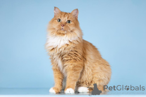 Zdjęcie №3. Kitty Calineczka szuka dobrego serca.. Federacja Rosyjska