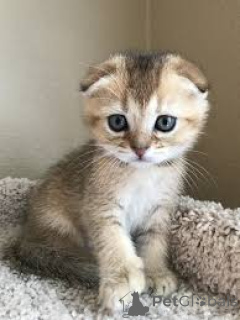 Zdjęcie №2 do zapowiedźy № 173297 na sprzedaż  scottish fold - wkupić się Polska prywatne ogłoszenie, hodowca