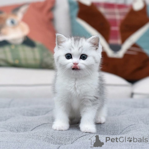 Zdjęcie №1.  - na sprzedaż w Valencia de Alcántara | negocjowane | Zapowiedź № 161842