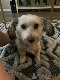 Zdjęcie №1. yorkshire terrier - na sprzedaż w Paryż | negocjowane | Zapowiedź №126828