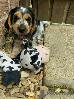 Zdjęcie №1.  - na sprzedaż w Aalter | 2317zł | Zapowiedź №161152