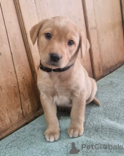 Zdjęcie №3. Sprzedam labradora retrievera. Irlandia