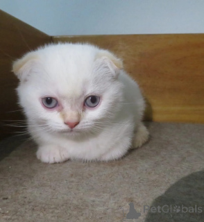 Zdjęcie №1. scottish fold - na sprzedaż w Głogaw | negocjowane | Zapowiedź № 167242