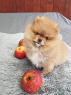 Zdjęcie №1. szpic miniaturowy - na sprzedaż w Aarau | negocjowane | Zapowiedź №167609