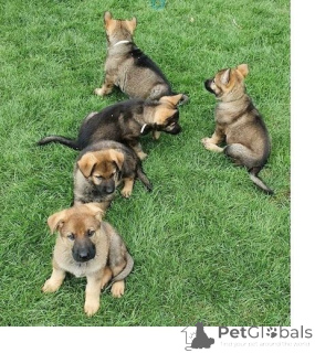 Zdjęcie №1. owczarek niemiecki - na sprzedaż w Hagenbach | 1674zł | Zapowiedź №147588