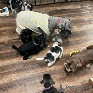 Zdjęcie №3. CACHORS SCHNAUUZER Disponibles para adoptción. Niemcy