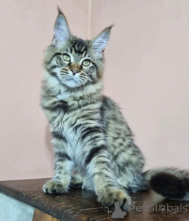 Zdjęcie №1. maine coon - na sprzedaż w West Palm Beach | 1188zł | Zapowiedź № 87566