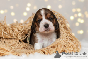 Zdjęcie №2 do zapowiedźy № 8993 na sprzedaż  beagle (rasa psa) - wkupić się Federacja Rosyjska hodowca