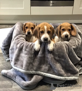 Zdjęcie №3. Zdrowe szczenięta Beagle do bezpłatnej adopcji. Niemcy