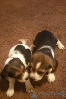 Zdjęcie №3. Glückliche und gesunde Beagle-Welpen zu verkaufen. Niemcy