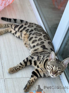 Zdjęcie №2 do zapowiedźy № 163943 na sprzedaż  kot bengalski - wkupić się Gruzja od żłobka, hodowca