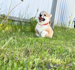 Dodatkowe zdjęcia: Szczenięta Pembroke Welsh Corgi