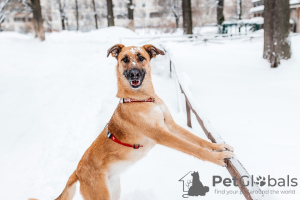 Zdjęcie №2 do zapowiedźy № 92072 na sprzedaż  pies nierasowy - wkupić się Federacja Rosyjska prywatne ogłoszenie