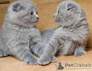 Zdjęcie №2 do zapowiedźy № 124217 na sprzedaż  scottish fold - wkupić się Belgia 