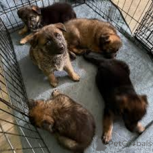 Zdjęcie №1. owczarek niemiecki - na sprzedaż w Paryż | 4784zł | Zapowiedź №164747