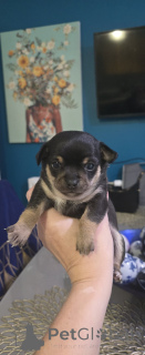 Zdjęcie №3. nasze maluchy są już gotowe na nowe domy. USA