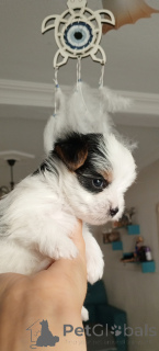 Zdjęcie №1. yorkshire terrier biewer - na sprzedaż w Balikesir | 2780zł | Zapowiedź №156722