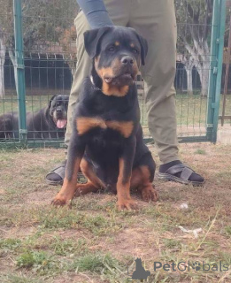 Zdjęcie №3. Najwyższej jakości szczenięta Rottweilera. Serbia