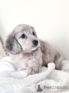 Zdjęcie №3. Mini jamnikowy szczeniak dostępny słodko i zabawny!. Niemcy